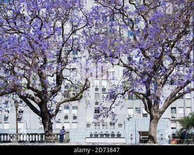 Das Viertel Retiro, Edificio Kavanagh Gebäude 1934- 1936 auf der Calle Florida. Buenos Aires, die Hauptstadt Argentiniens. Südamerika, Argentinien, Novembe Stockfoto