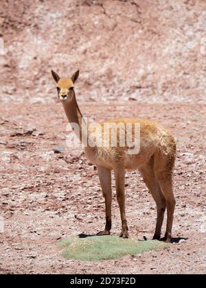 Vicuna (Vicugna vicugna) im Altiplano von Argentinien in der Nähe von Tolar Grande. Stockfoto