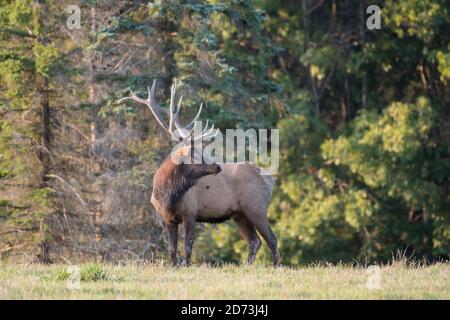 Ein Elch dreht den Kopf für ein Profil, Benzette, Pennsylvania, USA Stockfoto