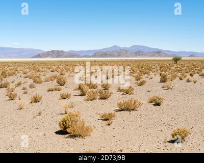 Landschaft in der Nähe der Salinen Salinas Grandes im Altiplano. Südamerika, Argentinien Stockfoto