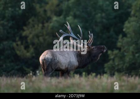 Dampf kommt aus dem Mund eines Elchs, als er während der Elchrute in Benzette, Pennsylvania, USA, ruckelt Stockfoto