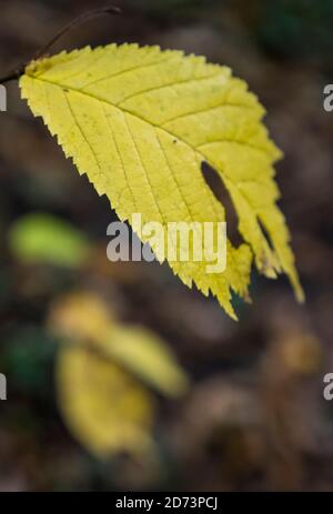 Yellow Fall Leaf, Clayfield Copse, Emma Green, Caversham, Reading, Berkshire, England, großbritannien, gb. Stockfoto