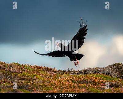 Ein Red Billed Chough (Pyrrhocorax pyrrhocorax), der über dem Boden fliegt, sonniger Tag in der Bretagne (Frankreich) Stockfoto