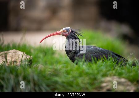 Ein Nordkahl-Ibis (Geronticus eremita) auf dem Boden sitzend Stockfoto