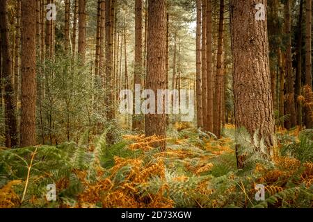 Herbstliche Waldlandschaft: Schöne saisonale Farben bei Sonnenuntergang. The New Forest, Hampshire Großbritannien. Stockfoto