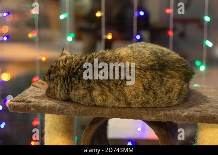 Die braune Katze rollte sich in einem Gewirr zusammen und schläft Stockfoto