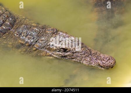 Krokodilkopf im schlammigen grünen Wasser Stockfoto