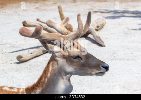 Junge Rehe Kopf Nahaufnahme Stockfoto