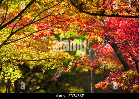 Bunten japanischen Ahorn Blätter während momiji Jahreszeit am Kinkakuji Garten, Kyoto, Japan Stockfoto