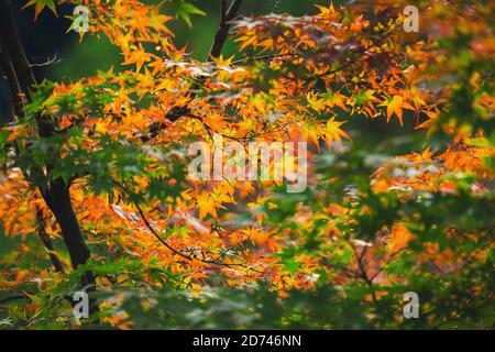 Bunten japanischen Ahorn Blätter während momiji Jahreszeit am Kinkakuji Garten, Kyoto, Japan Stockfoto