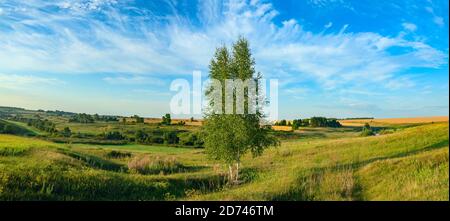 Sonniges Sommerpanorama mit einsam wachsender Birke. Stockfoto