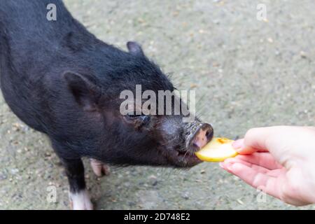 Fütterung des kleinen Meerschweinchens Stockfoto