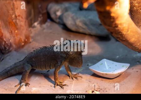 Steiniguana im Terrarium Stockfoto