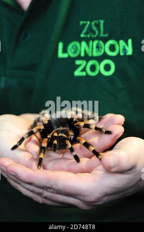 Zoo-Keeper Mark Tansley, abgebildet mit einer Tarantula-Spinne, nimmt an der jährlichen Bestandsaufnahme des Londoner Zoos im Regent's Park im Zentrum Londons Teil. Stockfoto
