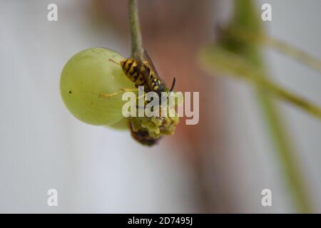 Wespe auf reifen Trauben Stockfoto