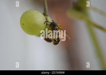 Wespe auf reifen Trauben Stockfoto