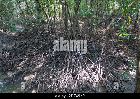 Wurzeln von Mangrovenbäumen im Mangrovenwald Stockfoto