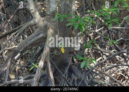 Wurzeln von Mangrovenbäumen im Mangrovenwald Stockfoto