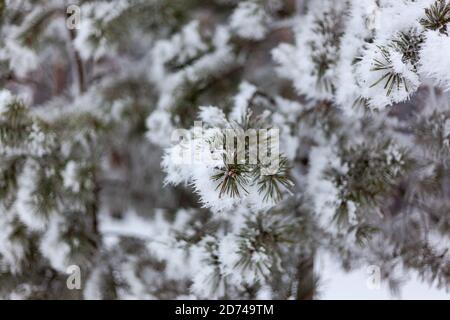 Kiefernzweige im Schnee und andere Stockfoto