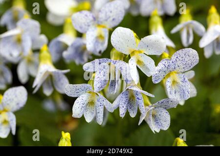 Viola sororia „Freckles“ Weiße Viola, Weißblau, Blütengelb Stockfoto