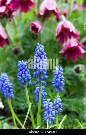 Frühlingsblumen Muscari Pasque Blume Pulsatilla vulgaris Rubra Stockfoto