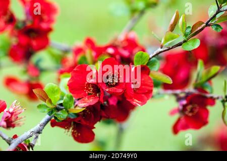 Chaenomeles japonica speciosa Simonii Japanische Quitten Blüte Rote blühende Sträucher Stockfoto