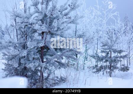 Ein paar kleine Kiefern im Schnee Stockfoto