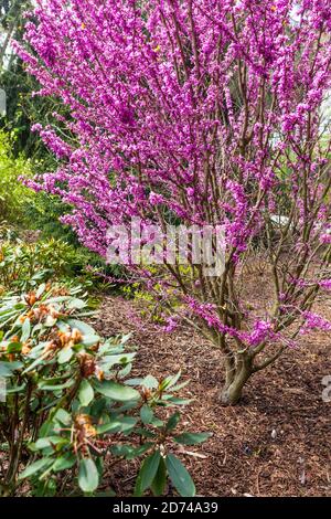 Frühlingsgarten blühender Baum Cercis chinensis 'Avondale', chinesische Rotbude Stockfoto