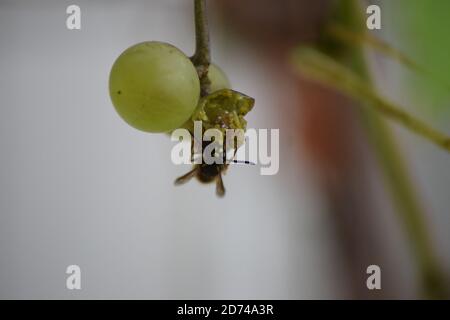 Wespe auf reifen Trauben Stockfoto