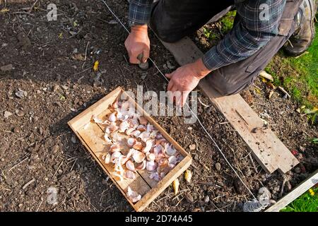 Mann kniet mit einem Dibber für die Aussaat Knoblauchzwiebel Pflanzen Blumenzwiebeln in einem Gemüsegarten Boden im Oktober Herbst Carmarthenshire WALES GROSSBRITANNIEN KATHY DEWITT Stockfoto