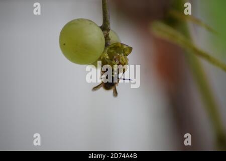 Wespe auf reifen Trauben Stockfoto