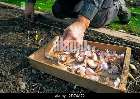 Mann kniend Nahaufnahme Hand Wahl Pflanzen Knoblauchzwiebel Zwiebeln in Ein Gemüsegarten Bett Boden im Oktober Herbst Carmarthenshire Wales UK KATHY DEWITT Stockfoto