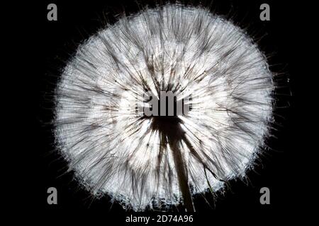 Großer Löwenzahn auf schwarzem Hintergrund Stockfoto
