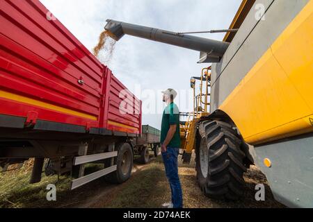 Hübscher Bauer, der während der Ernte vor Mähdrescher und Anhängern steht. Stockfoto