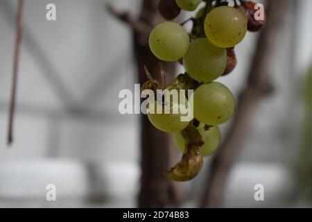 Wespe auf reifen Trauben Stockfoto