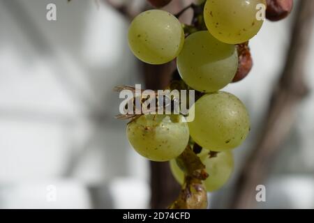 Wespe auf reifen Trauben Stockfoto