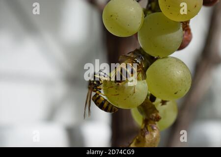 Wespe auf reifen Trauben Stockfoto