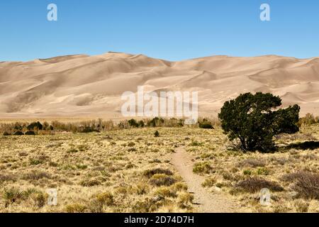 Pfad durch die Wiesen und den Sand im Great Sand Dunes National Park. Führt zu den Sangre de Cristo Mountains in Colorado, USA Stockfoto