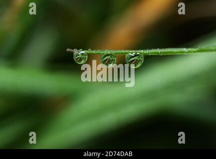 Drei Wassertröpfchen auf dem Grasstamm Stockfoto
