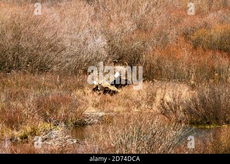 Elche (Nordamerika) oder Elche (Eurasien), Alces Alces, ruhend in Pond Gräser in Breckenridge, Colorado, USA Stockfoto