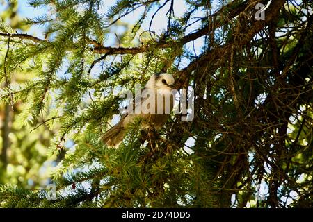 Canada Jay Bird, Grey Jay, sitzt auf einem Kiefernbaum Zweig in Breckenridge, Colorado, USA Stockfoto