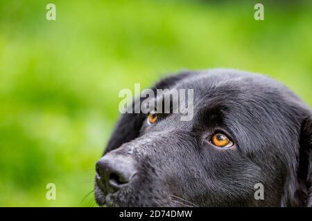 Nahaufnahme teilweise Kopf-Schuss-Tier im Freien Porträt von schwarzen streunenden Hund, Bulgarien. Konzentrieren Sie sich auf das Auge Stockfoto