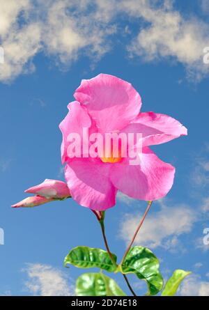 Mandevilla boliviensis Blume mit einem blauen Himmel Hintergrund Stockfoto