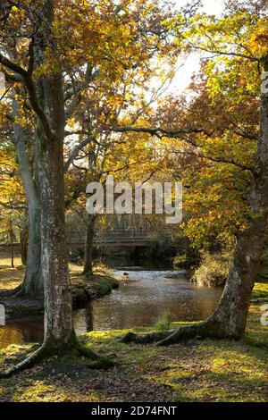 Ein Bach, der im Herbst durch Wälder und unter einer Brücke fließt. Stockfoto