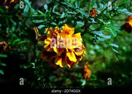 RINGELBLUMENKOPF Stockfoto