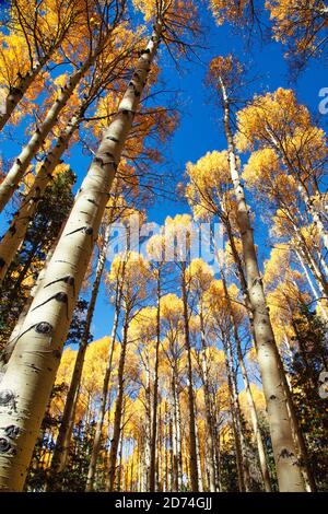 Herbstspen explodieren in Herbstfarbe um die San Francisco Gipfel in der Nähe von Flagstaff, Arizona. Stockfoto