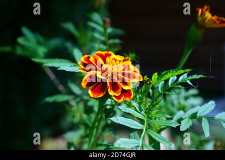 RINGELBLUMENKOPF Stockfoto