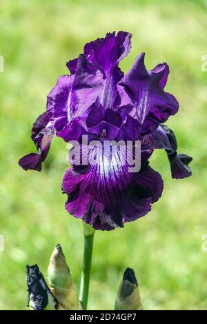 Große bärtige Irisblume blau „Gewinner Kreis“ Dunkelblaue Blume Stockfoto