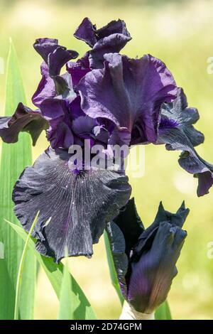 Große Bartlilie „Hello Darkness“, Blume mit schwarzer Iris Stockfoto