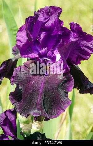Bärtige Iris Nightmare Stockfoto